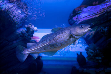 Atlantic cod (Gadus morhua) ocean deepwater fish.