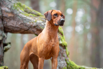 Beautiful purebred rhodesian ridgeback junior puppy, calm blurred background. Close up pet portrait...
