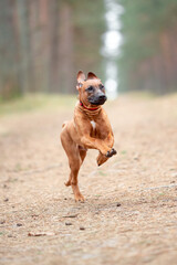 Beautiful purebred rhodesian ridgeback puppy playing, calm blurred background. Close up pet portrait in high quality
