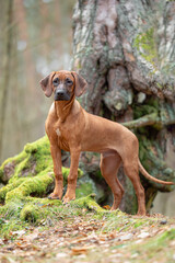 Beautiful purebred rhodesian ridgeback junior puppy, calm blurred background. Close up pet portrait...