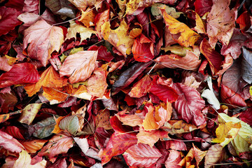 fall colored leaves. background
