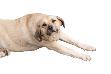 Cute mongrel dog isolated on white background lies and stretches with its paws outstretched