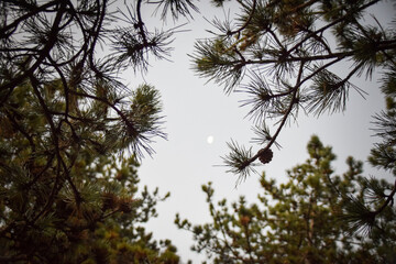 the evening sky with the moon. View through the branches in the forest.