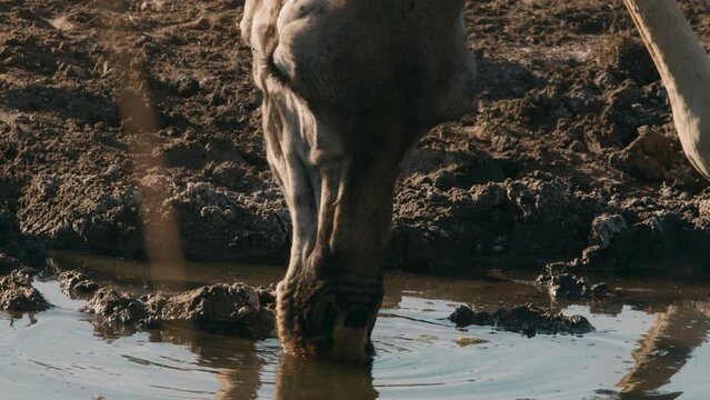 Giraffe Drinking Water in Savannah