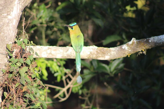 Torogoz, Lesson's motmot