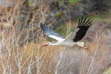 The storks speed up the creation of the nests!