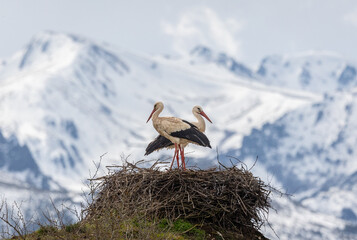 The storks speed up the creation of the nests!