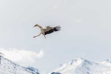 Fototapeta premium The storks speed up the creation of the nests!