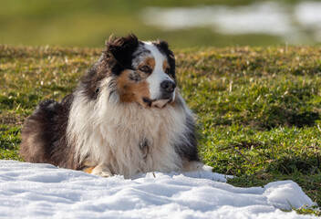 My dear dog enjoys the snow!