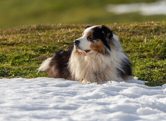 My dear dog enjoys the snow!