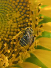 bee on flower