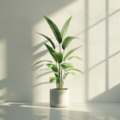 A plant with a hard shadow standing out against a white wall