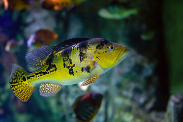 Freshwater Fish Peacock Bass (Cichla kelberi) close-up.