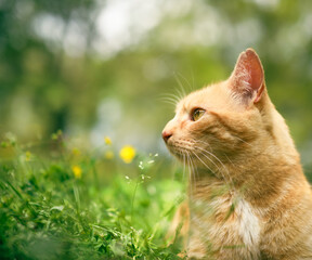 Orange tabby cat outside in the grass and staring off the side. - 765932454
