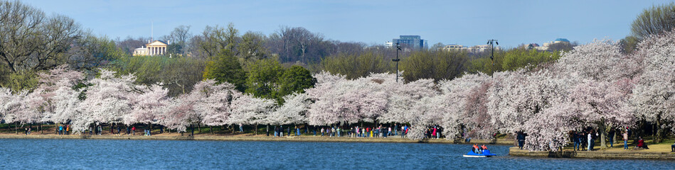 Yoshino cherry trees in peak blossom line the Tidal Basin in Washington, DC.  At left rear is the Custis Lee Mansion at Arlington National Cemetery