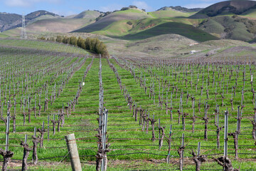 San Luis Obispo Central Coast California Vineyards in Winter with Green Rolling Hills - 765933426