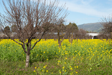 Bright Yellow Mustard Weed Blanketing the Ground Under Barren Fruit Trees in Winter, Central Coast, California - 765933499