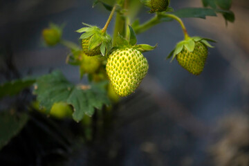 Unripe strawberry plant in the garden