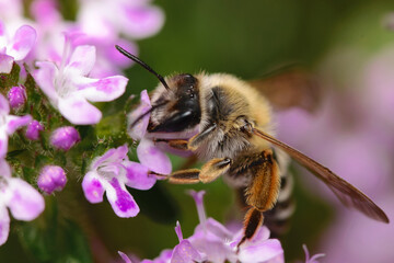 Biene auf lila Blume