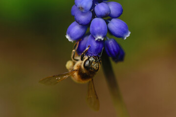 Wildbiene auf lila Blume