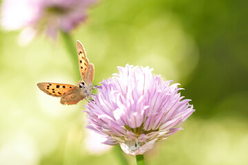 Small Cooper auf einer Blüte 