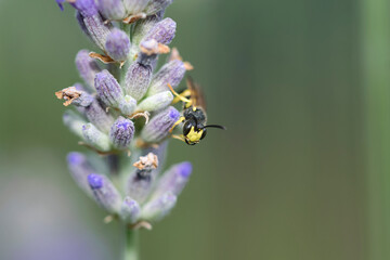 Wildbiene schaut hinter einer lila Blume hervor
