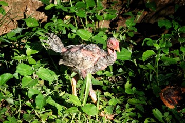 bird in the forest