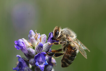 Biene auf lila Blume