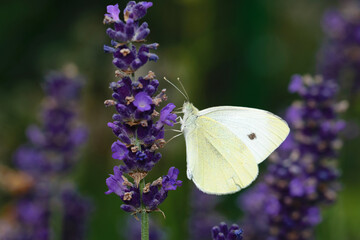 Kohlweißling auf lila Blume