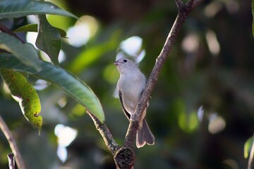 white dove on a branch