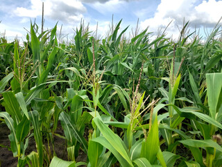 Maispflanzen mit Blüte
