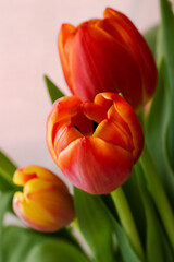Fototapeta premium red and yellow tulips