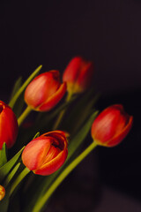 Fototapeta premium red and yellow tulips