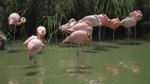Shot of pink flamingos standing in the water at the zoo.