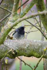 male black redstart perching on a tree brach