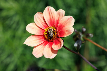 Stunning peach color dahlia flower attracting a busy bee