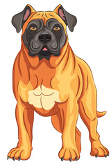 Vector drawing of a powerful American bulldog in a standing position. - 765941068