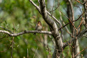 Common red pollen or mealy red pollen (Acanthis flammea) is a species of bird in the finch family. Turkish name: Birch siskinesi.