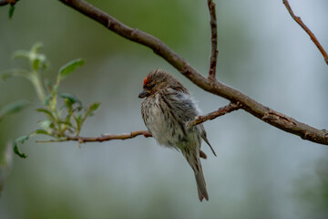 Common red pollen or mealy red pollen (Acanthis flammea) is a species of bird in the finch family. Turkish name: Birch siskinesi.