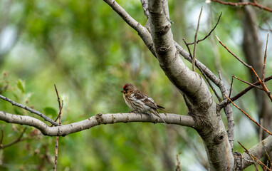Common red pollen or mealy red pollen (Acanthis flammea) is a species of bird in the finch family. Turkish name: Birch siskinesi.