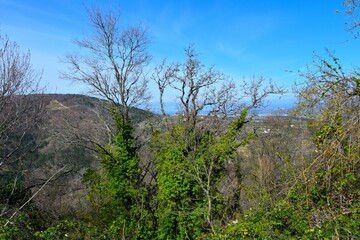 Trees covered in vines and forest covered in hill in Istria, Primorska, Slovenia