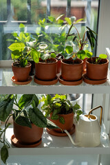 Sprouts plants in terracotta pots and watering can on cart at home. Houseplants - Pilea peperomioides, Alocasia Bambino, Anthurium Silver Blush, Scindapsus on metal shelfs. Indoor gardening concept