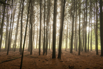 Pine forest with fog in Sao Francisco de Paula, South of Brazil