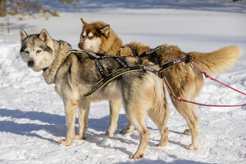 Naklejka premium Russia. Ulyanovsk. Dog sledding with sled huskies.