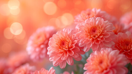 Pink chrysanthemum flowers on bokeh background