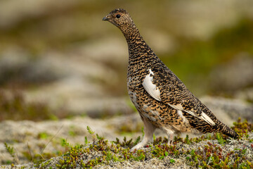 Ptarmigan, Japanese female rock ptarmigan in summer plumage (Lagopus muta hyperborea)