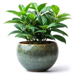 Ficus in ceramic pot isolated on white background with clipping path.