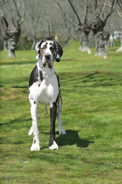 Harlequin deutsche dogge female purebred dog on the grass in the field