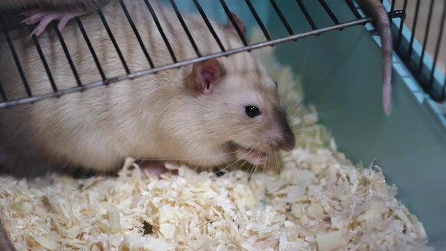 Domestic rat in a cage holds food with its paws and eats. A rodent with whiskers, a tail, and whitefooted mice is sitting in a cage, gazing out the window. It may be a pet or a pest like packrats