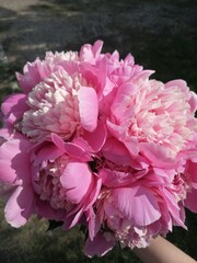 blume, pink, natur, pfingstrose, pflanze, garden, flora, sommer, schön